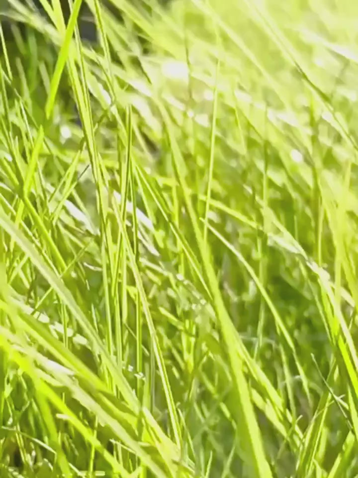 The CleanWalk Portable Pet Waste Collector: Leave No Trace💩